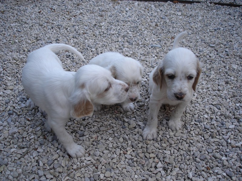 chiots Belle /Abou 2011